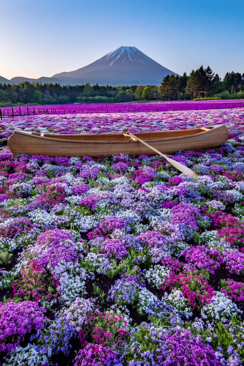 Toshi_photo_'s tweet photo. 富士山麓にある芝桜の海を行く絶景の箱舟。 https://t.co/CgDEjfXGUu