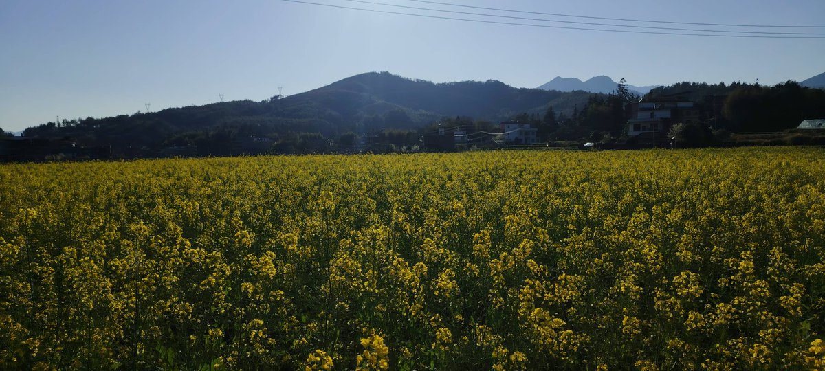 气球 tweet media
