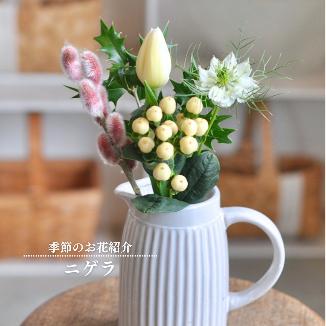 繊細な糸のような葉に包まれて咲く どこか神秘的な花姿が魅力的な