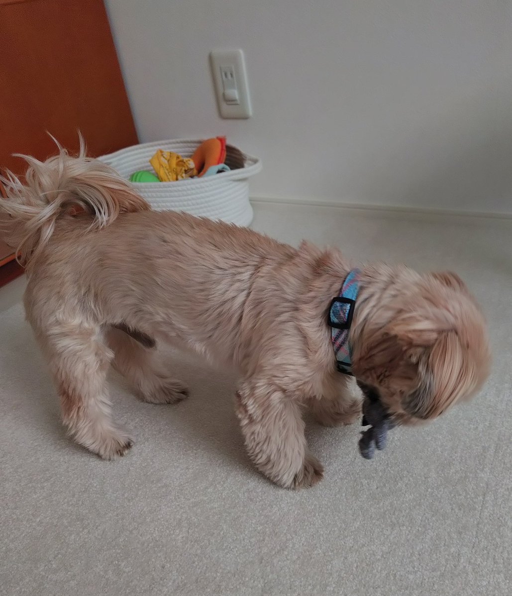 シリウス tweet media