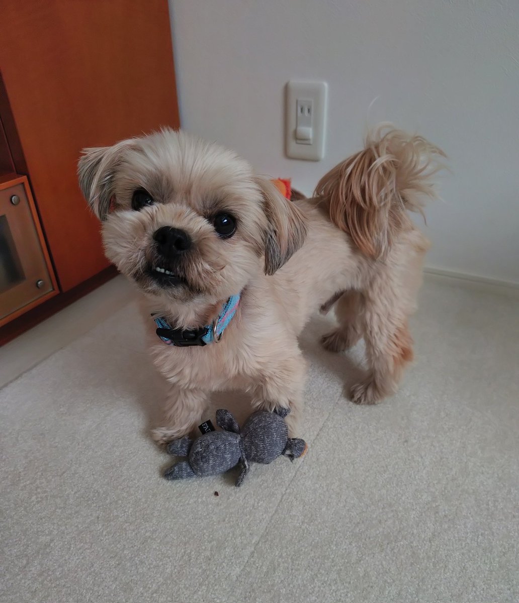 シリウス tweet media