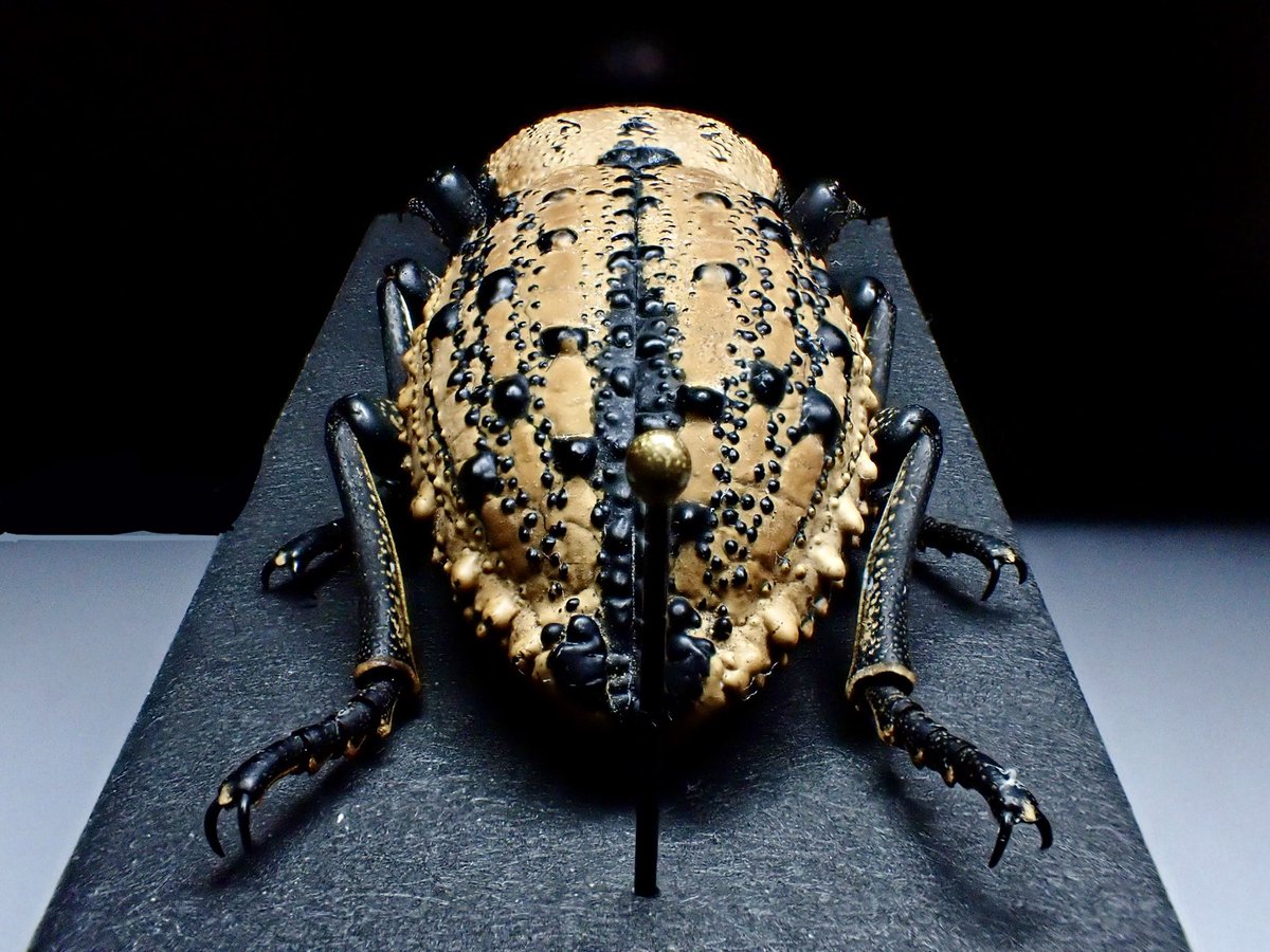 ホンジュラスの巨大なアトコブゴミムシダマシ、Megazopherus chilensis