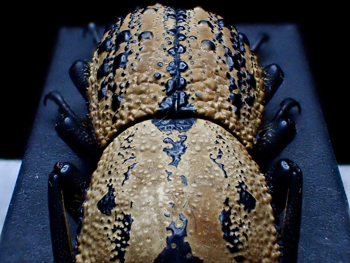 ホンジュラスの巨大なアトコブゴミムシダマシ、Megazopherus chilensis