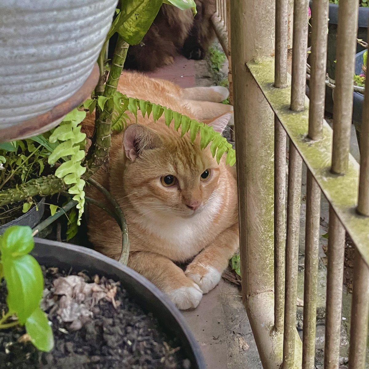 Pak RT Koko tweet media