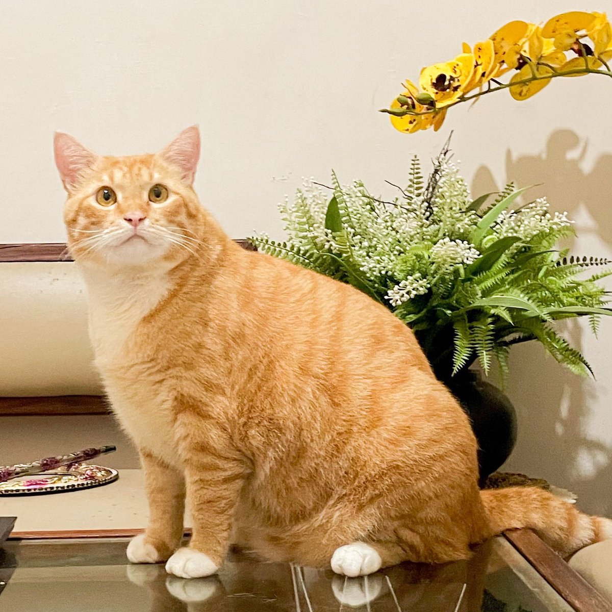 Pak RT Koko tweet media