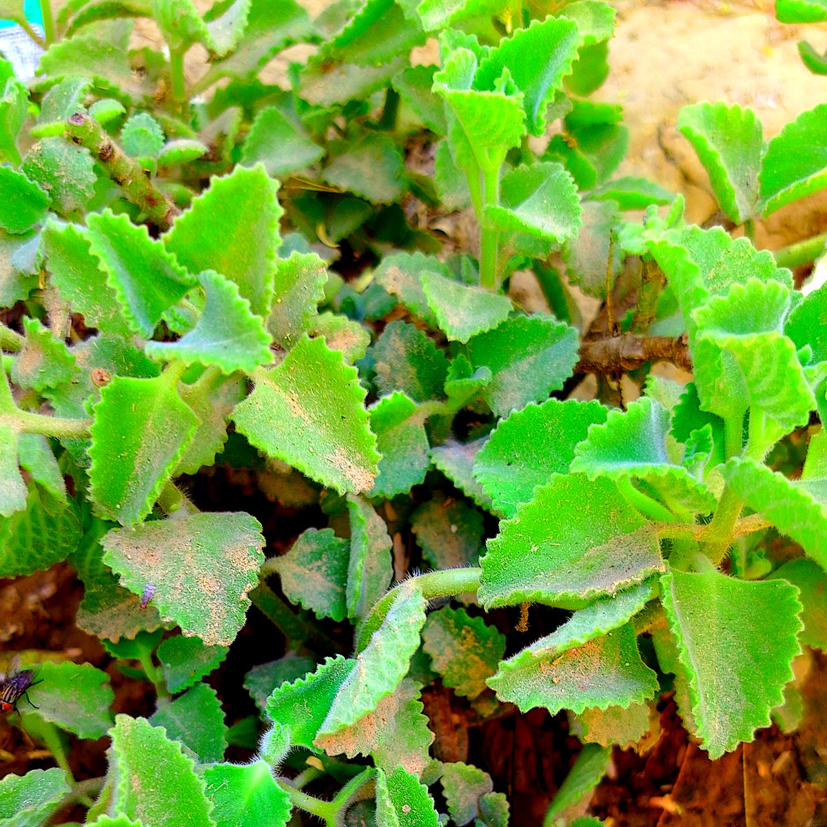 QuietGrade's tweet image. ये अजवाइन का पौधा है, इसे अपने घर जरूर लगाना चाहिए।
अजवाइन का यह पौधा न सिर्फ खुशबू देता है, बल्कि पाचन और सर्दी-खांसी के लिए एक अचूक औषधि भी है। आयुर्वेद को अपनी जीवनशैली का हिस्सा बनाएं।
#HealthTips #Ayurveda #HomeGarden #NaturalMedicine #Quietgrade