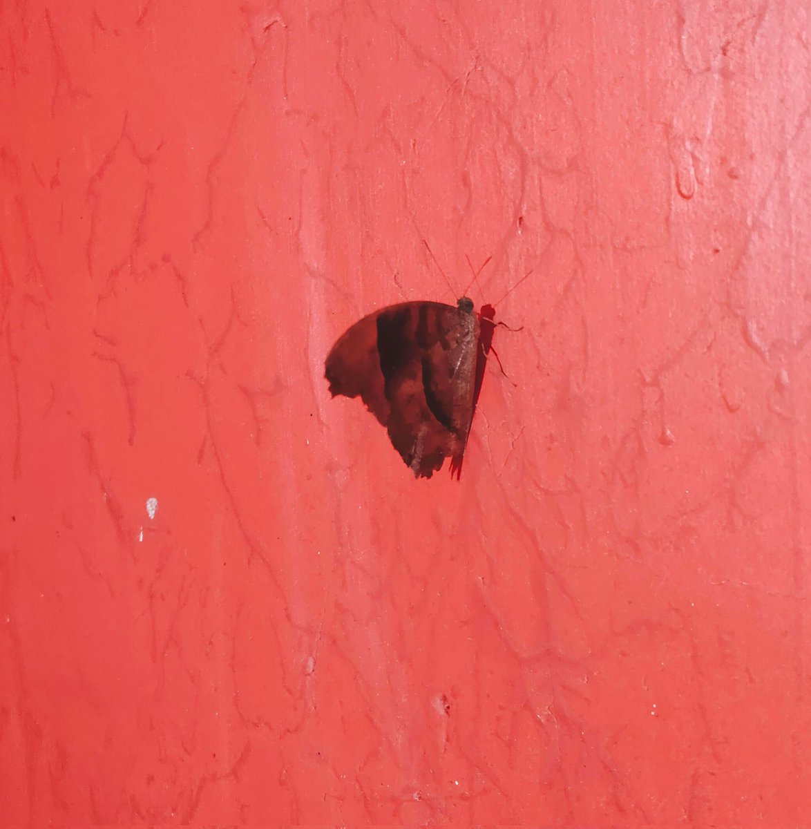 𝒋𝒐𝒐𝒏𝒊𝒆🌵 tweet media