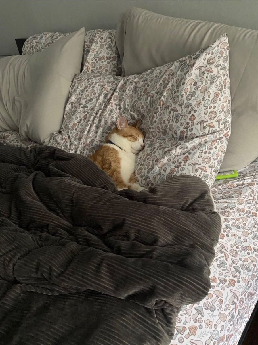 gatos fazendo gatices tweet media