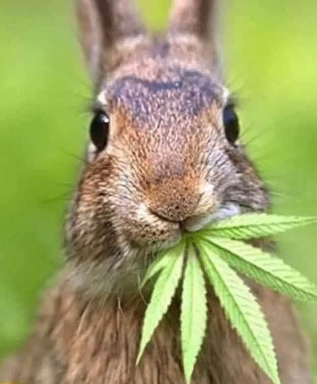 papyse4life's tweet photo. @Mens_Corner__ Killed 2 birds with one stone... Just be careful of that last bird... they don't die easily! https://t.co/cRyNO9eZTQ