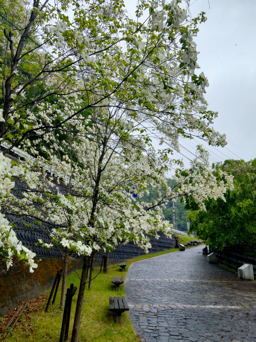 ＼🌸甲州市の春!!🌸花情報🌸／

大善寺もある「柏尾」は、近藤勇率いる旧幕府軍と新政府軍が戦火を交えた地で、「柏尾古戦場跡」として深沢入口交差点の近くに近藤勇の銅像が建てられています