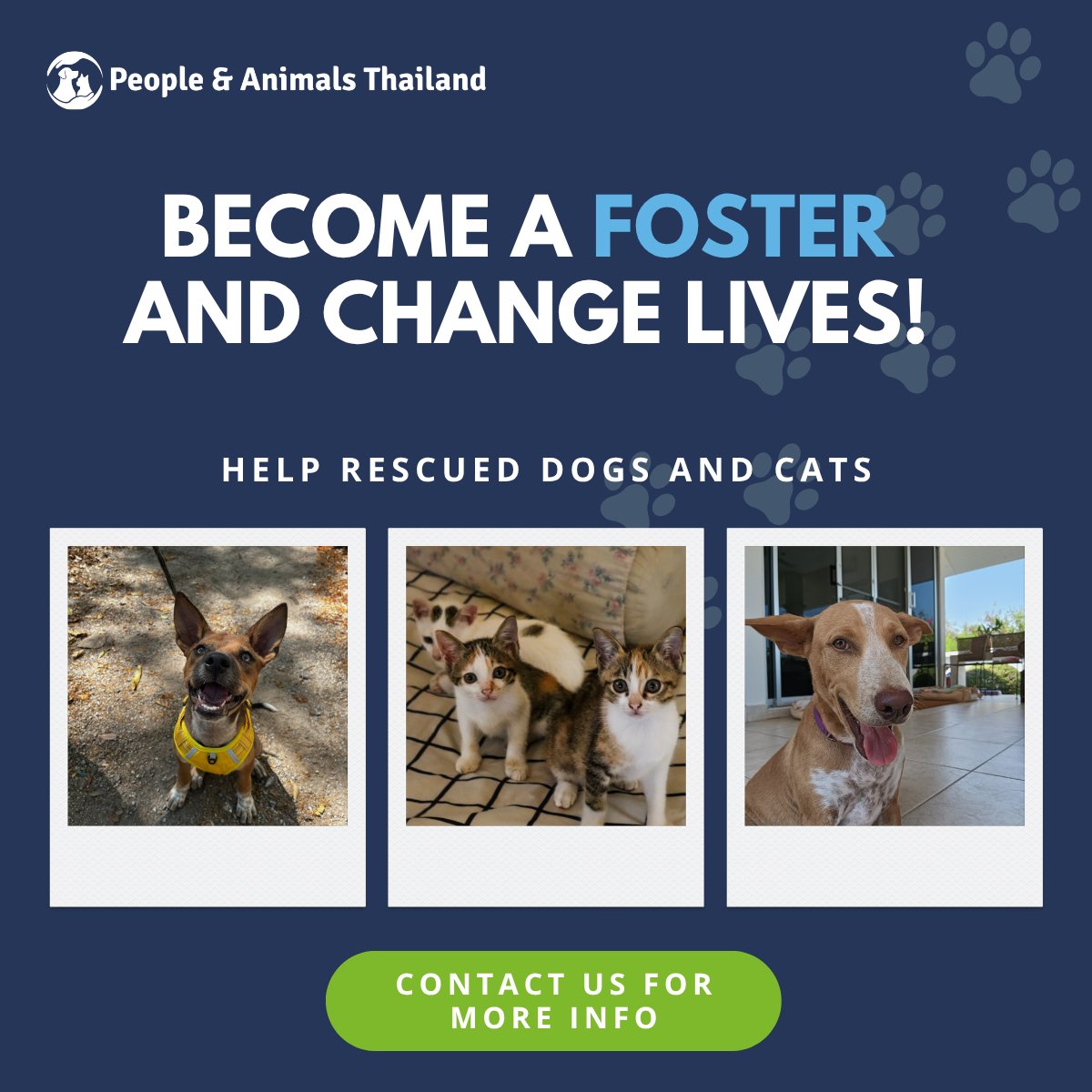 🐶🐱 For our friends in the local area, including Cha-am and Hua Hin! We are often in need of safe, temporary foster homes for #puppies and #kittens. We provide the supplies, and you provide the love. ❤️ If you are interested, please reach out. 🙏 #foster #AdoptDontShop #HuaHin