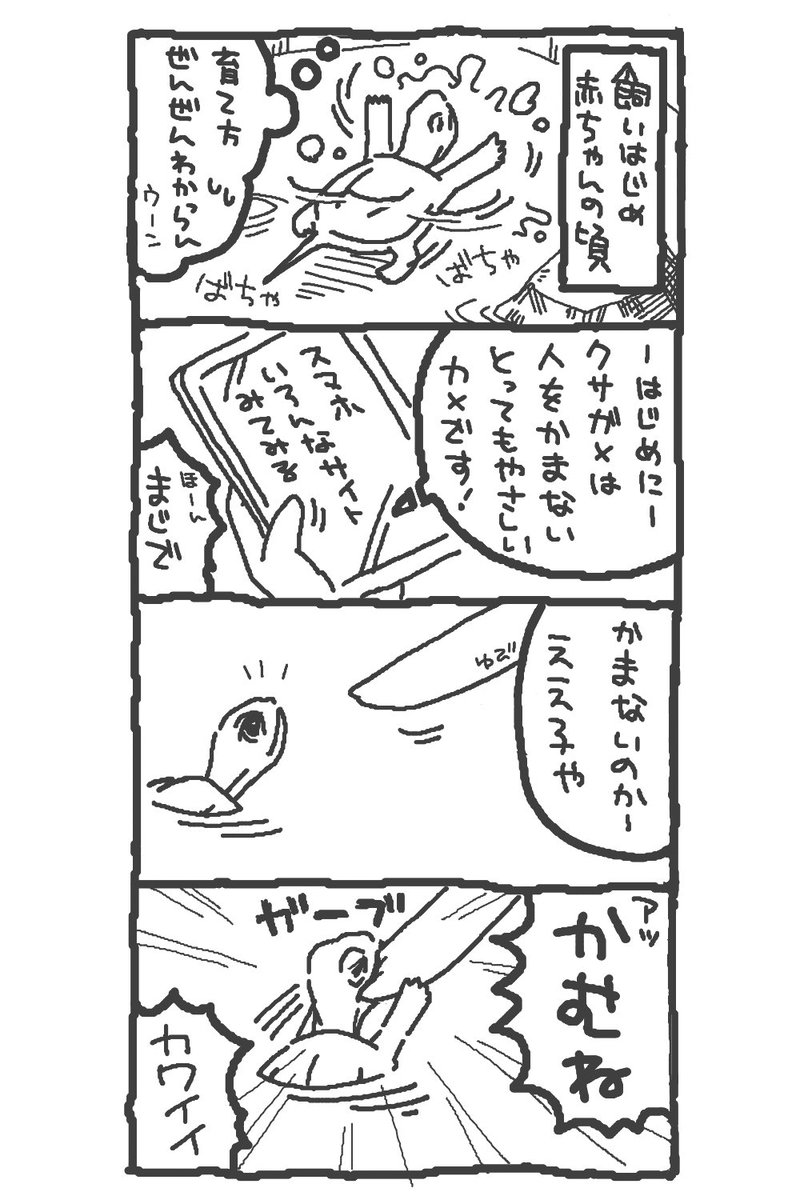 PKkamekawaii's tweet photo. #亀  #クサガメ  #爬虫類  #4コマ漫画
#漫画が読めるハッシュタグ

フォロワーさん1000人突破記念かめの４こままとめ🐢
かめにまつわるイラストと４こまをめちゃ不定期で描いてますまたみてねー😊🐢 https://t.co/nGheuSqsG4