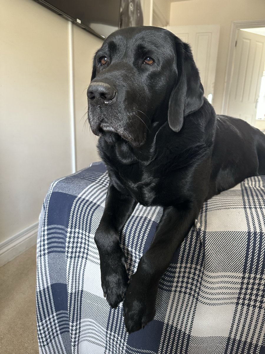 nellandsara's tweet image. It’s St. George’s Day. Giant Labrador Dave is playing the dragon and tiny Pomeranian Gladys is playing St. George.

conversationswithnell.org/2026/04/23/st-…

#dogs #labrador #pomeranian #stgeorgesday #conversation