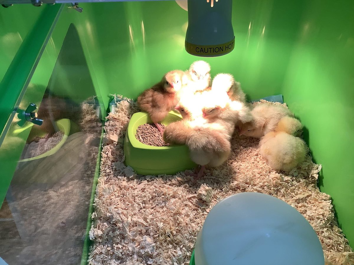 AyresomePrimary's tweet image. Nursery have had a special delivery! We are so excited to take care of our beautiful chicks 🐥🐣
#reallifelearning 
@AdAstraTrust