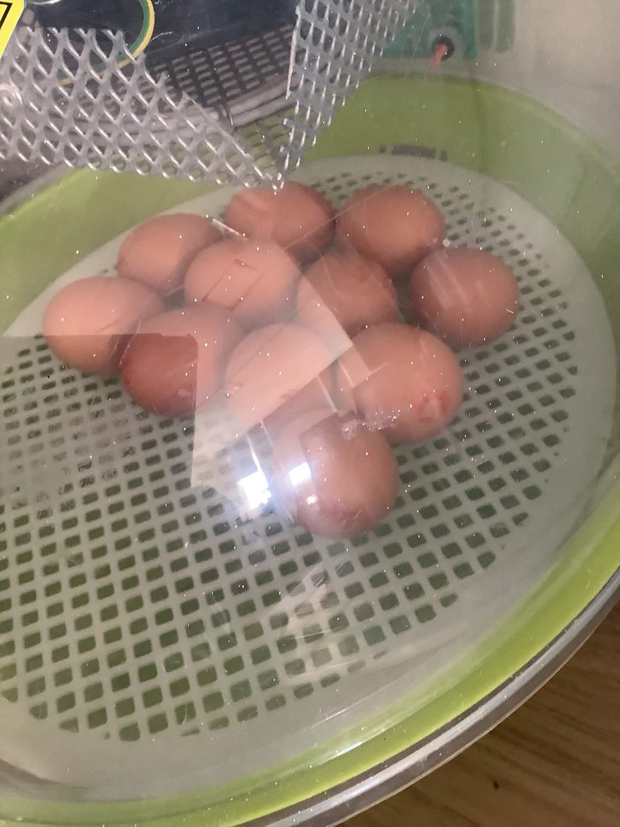 AyresomePrimary's tweet image. Nursery have had a special delivery! We are so excited to take care of our beautiful chicks 🐥🐣
#reallifelearning 
@AdAstraTrust