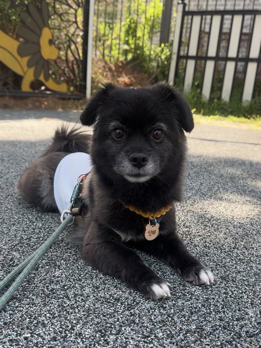 danbeebb's tweet photo. 엄청 동그래서 웃겨죽겐네
심지어 양갈래 머리 함 https://t.co/wHk97E7mHX