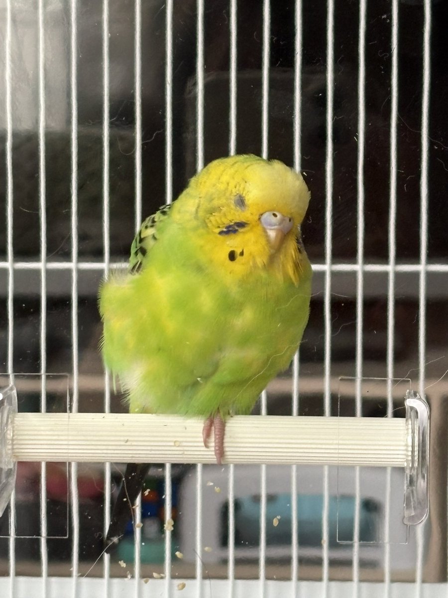 (ᵒ̴̶̷̤-ᵒ̴̶̷̤ ) tweet media