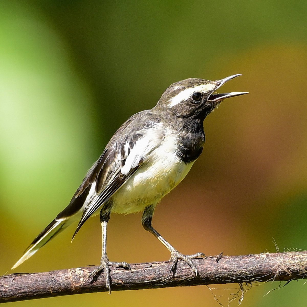 Vinaykumarshe14's tweet photo. White-browed Wagtail
Hide 📸 Hebri Birding 
At Udupi Hebri Karnataka     🇮🇳
#hebribirding #Birdsofkarnataka
#Karnataka #NikonIndia
#BirdWatching
#wildlifephotography
#NaturePhotography
#Birds #Hide #BirdTwitter #ThePhotoHour 
#BirdLovers 
@IndiAves https://t.co/7af5FW7pPp
