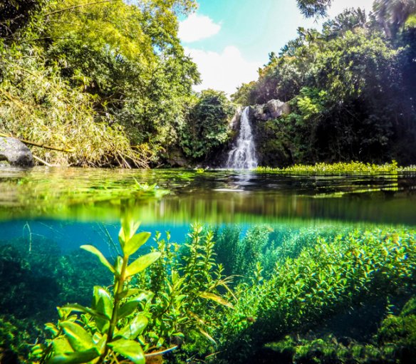 Mauritius Island tweet media