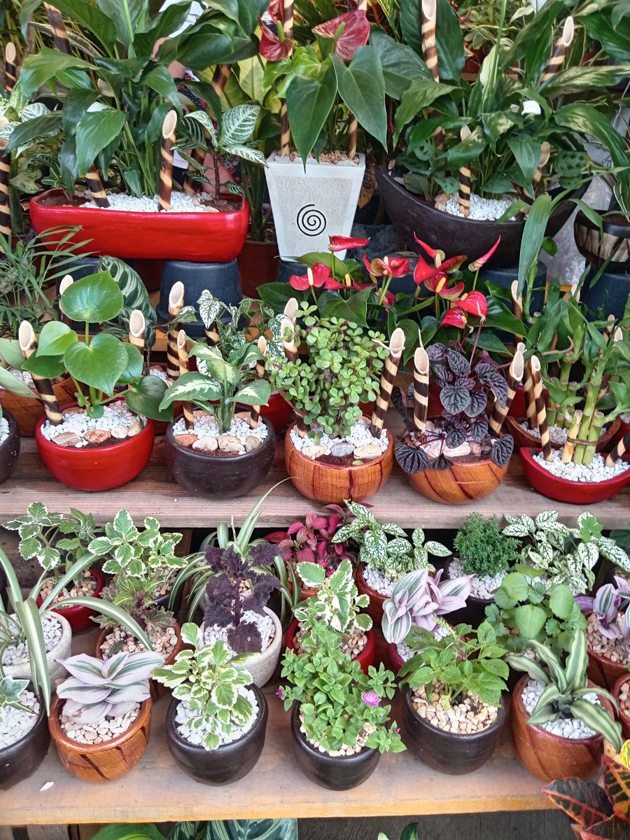 Luis A. Escobedo tweet media