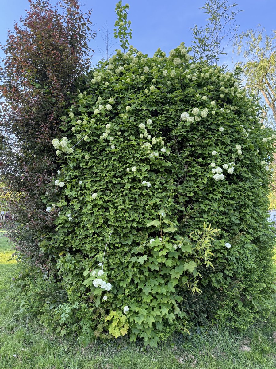 davetherave1947's tweet image. Good morning #Springtime garden France