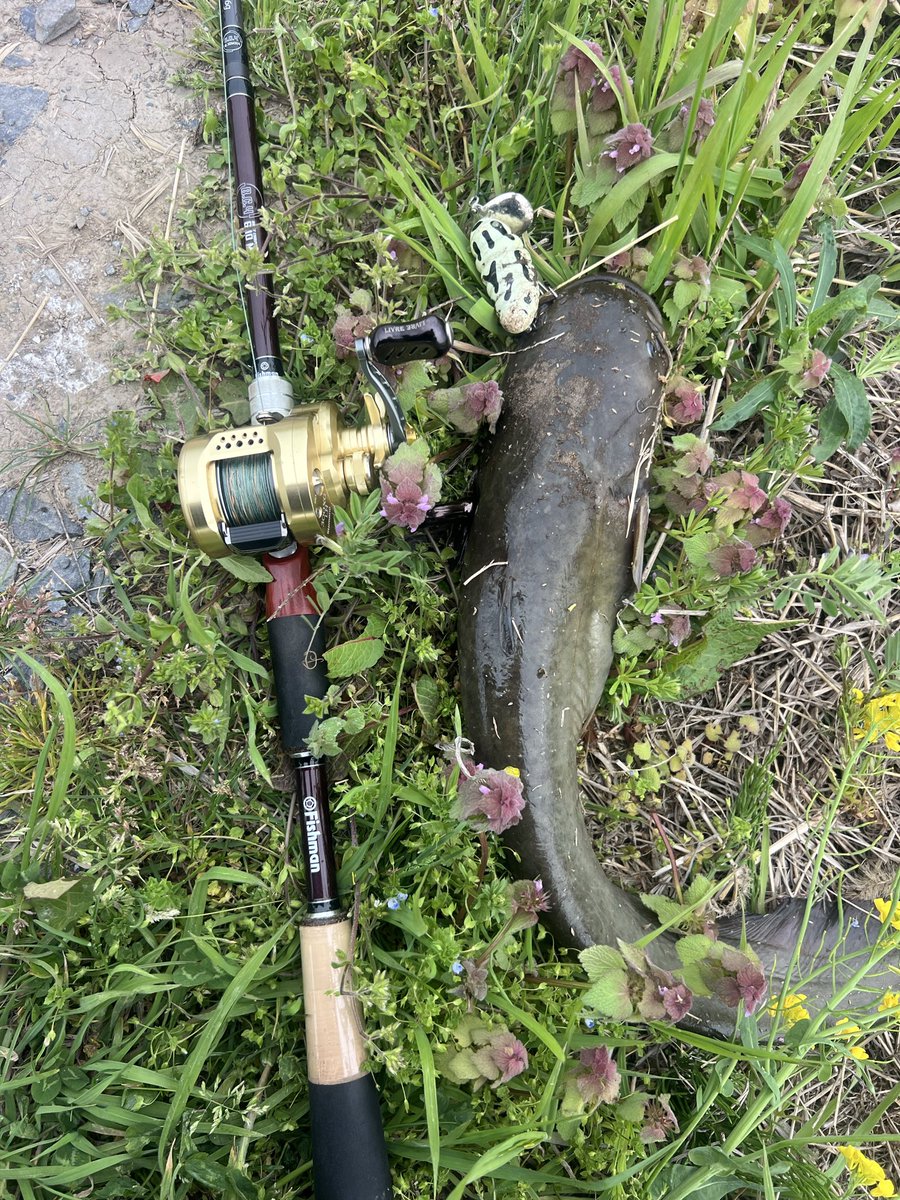 odyssy47's tweet photo. #鯰 #Fishman #BC4610 #MXH
#ナマズ
今日の鯰調査!
今年初ナマズありがとう! https://t.co/xkBdupdlZ6