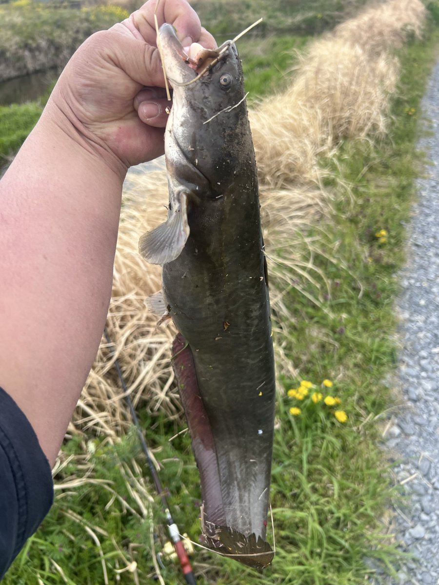 odyssy47's tweet photo. #鯰 #Fishman #BC4610 #MXH
#ナマズ
今日の鯰調査!
今年初ナマズありがとう! https://t.co/xkBdupdlZ6