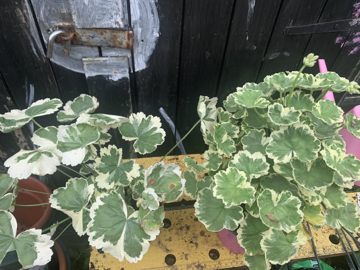APFSoc's tweet photo. Pelargonium
Photo 1
On the left, Madame Saleron
On the right, what was sold as Madame Saleron
Only problem
Madame Saleron doesn’t flower
Photo 2
The explanation
Photo 3
The proof https://t.co/Fl8AanNCAj