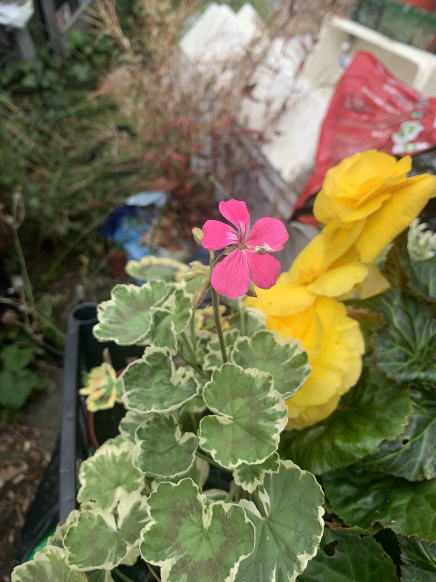 APFSoc's tweet photo. Pelargonium
Photo 1
On the left, Madame Saleron
On the right, what was sold as Madame Saleron
Only problem
Madame Saleron doesn’t flower
Photo 2
The explanation
Photo 3
The proof https://t.co/Fl8AanNCAj