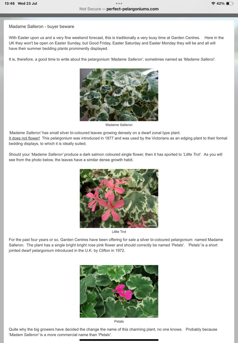 APFSoc's tweet photo. Pelargonium
Photo 1
On the left, Madame Saleron
On the right, what was sold as Madame Saleron
Only problem
Madame Saleron doesn’t flower
Photo 2
The explanation
Photo 3
The proof https://t.co/Fl8AanNCAj