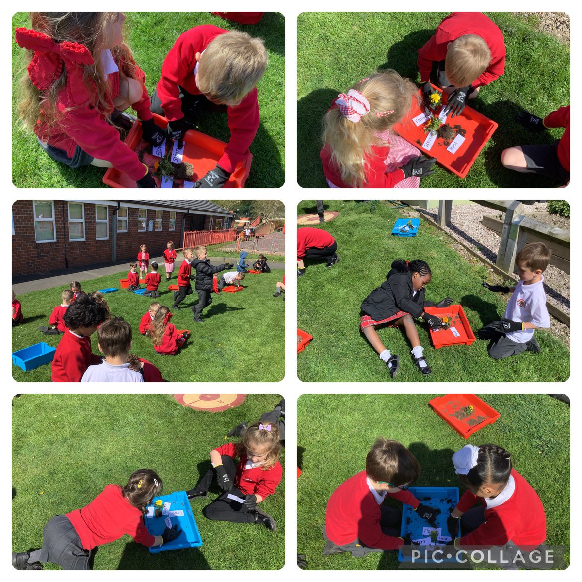 MillbrookWigan_'s tweet photo. Year 1 were super scientists as they identified the parts of plants. We also planted the marigolds afterwards so we can watch them grow. #mbscience https://t.co/zYsY3L8lpp