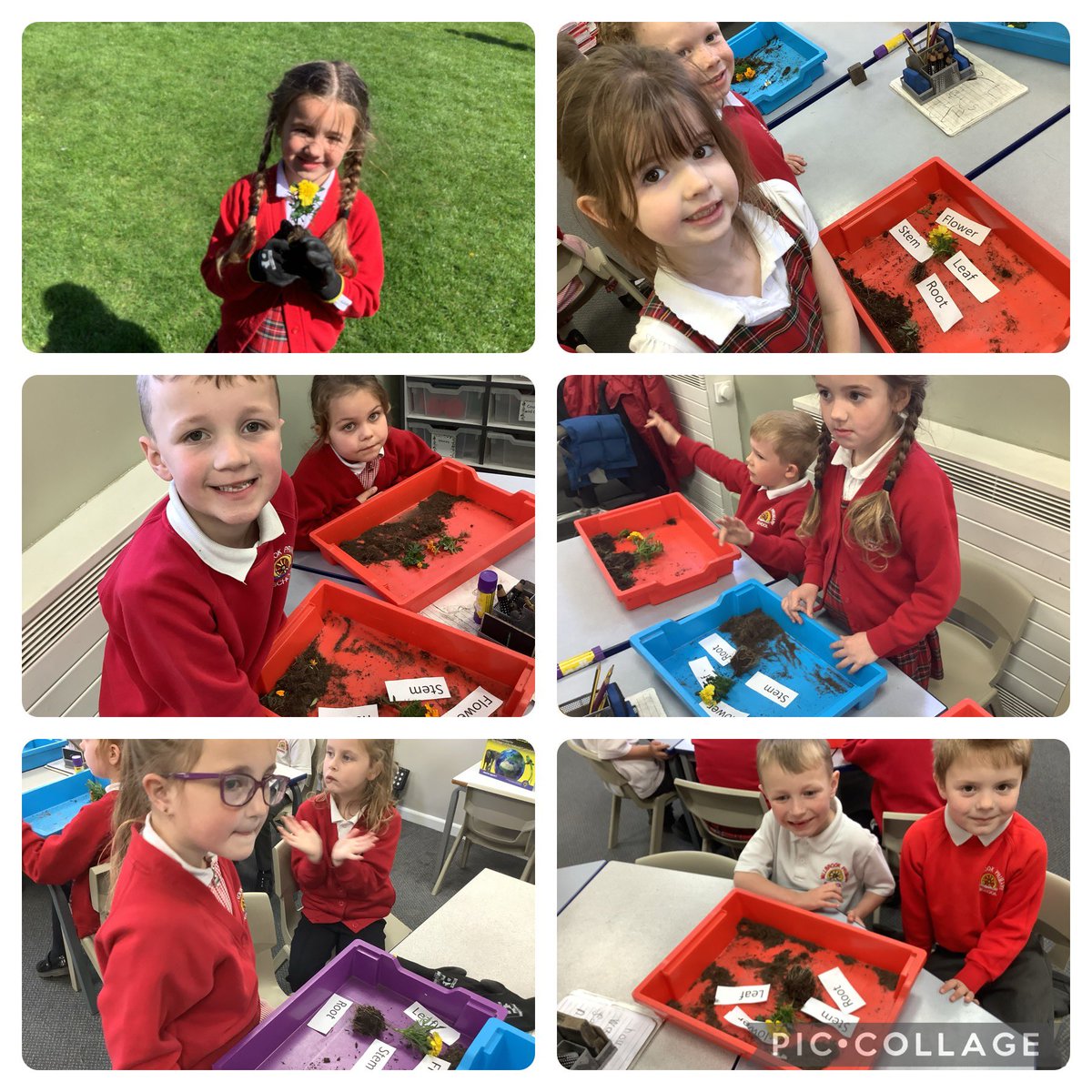 MillbrookWigan_'s tweet photo. Year 1 were super scientists as they identified the parts of plants. We also planted the marigolds afterwards so we can watch them grow. #mbscience https://t.co/zYsY3L8lpp