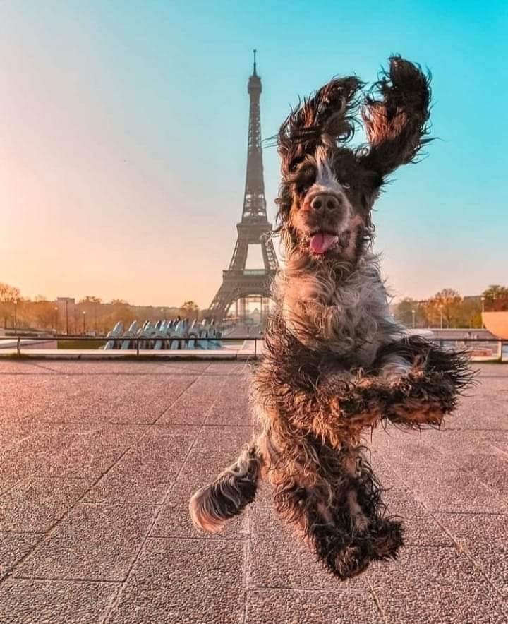 Steve Downes Author tweet media