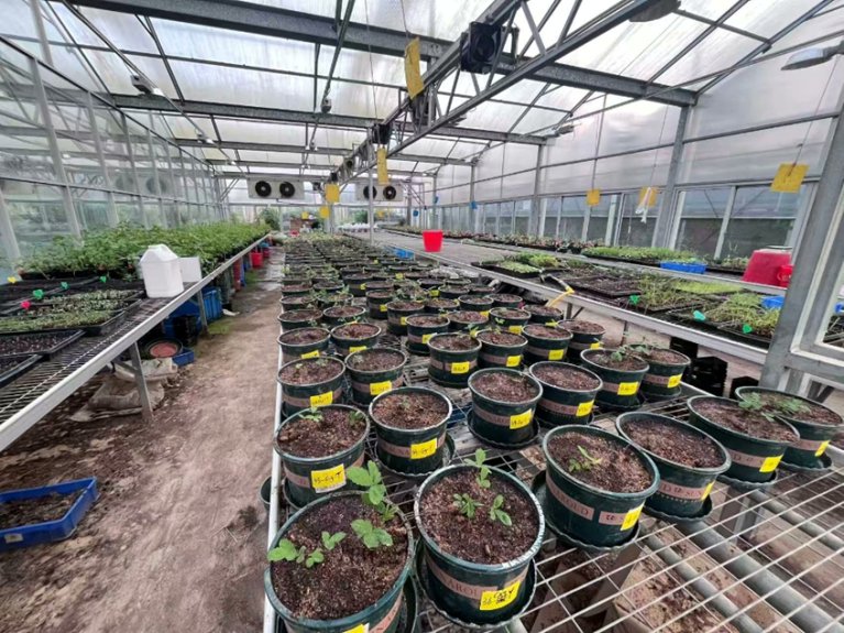 ExFuMo1's tweet image. Ramets of #clonal #plants do not #forage #belowground isolated. Under #competition one ramet can alter #root foraging in another through physiological integration, making root foraging a coordinated #strategy across the whole plant ▶️1url.cz/HeEH7 #GoBelowground #ExFuMo