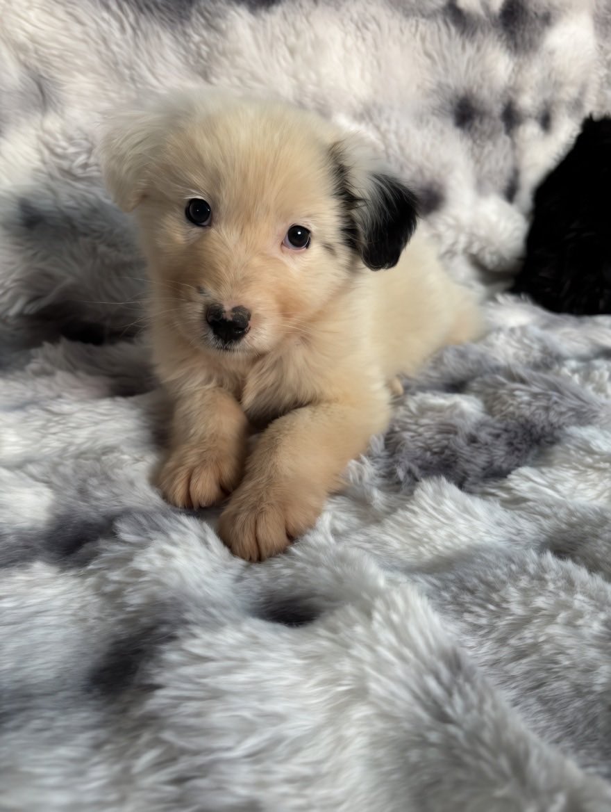 🐾 Γεια σας! Να σας συστήσω τον μικρό Τιμόνα… 💙
Θα μεγαλώσει σε 20-25 κιλά , ιδανικός για σπίτι.
εμβολιασμένος, τσιπαρισμένος, με νόμιμα έγγραφα &amp; Pet Taxi από Σέρρες.
Αν σου μίλησε αυτό το βλέμμα, στείλε DM! Ο Τιμόν περιμένει❤️