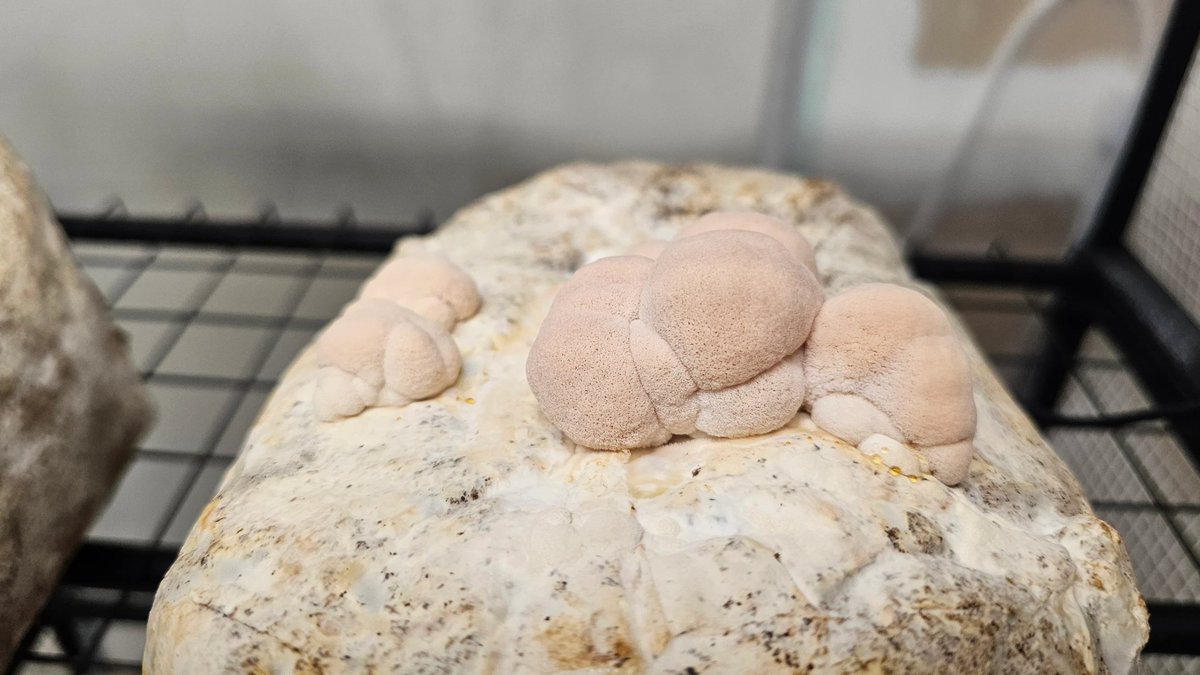 Pirate Software tweet media