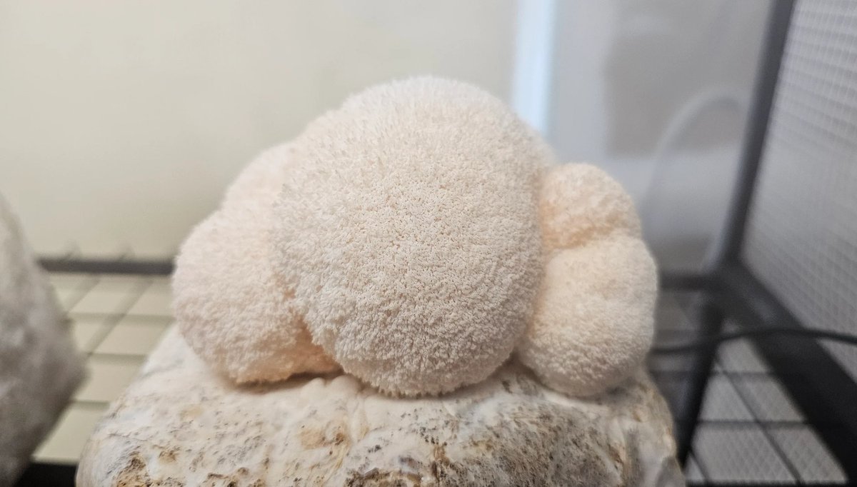 Pirate Software tweet media