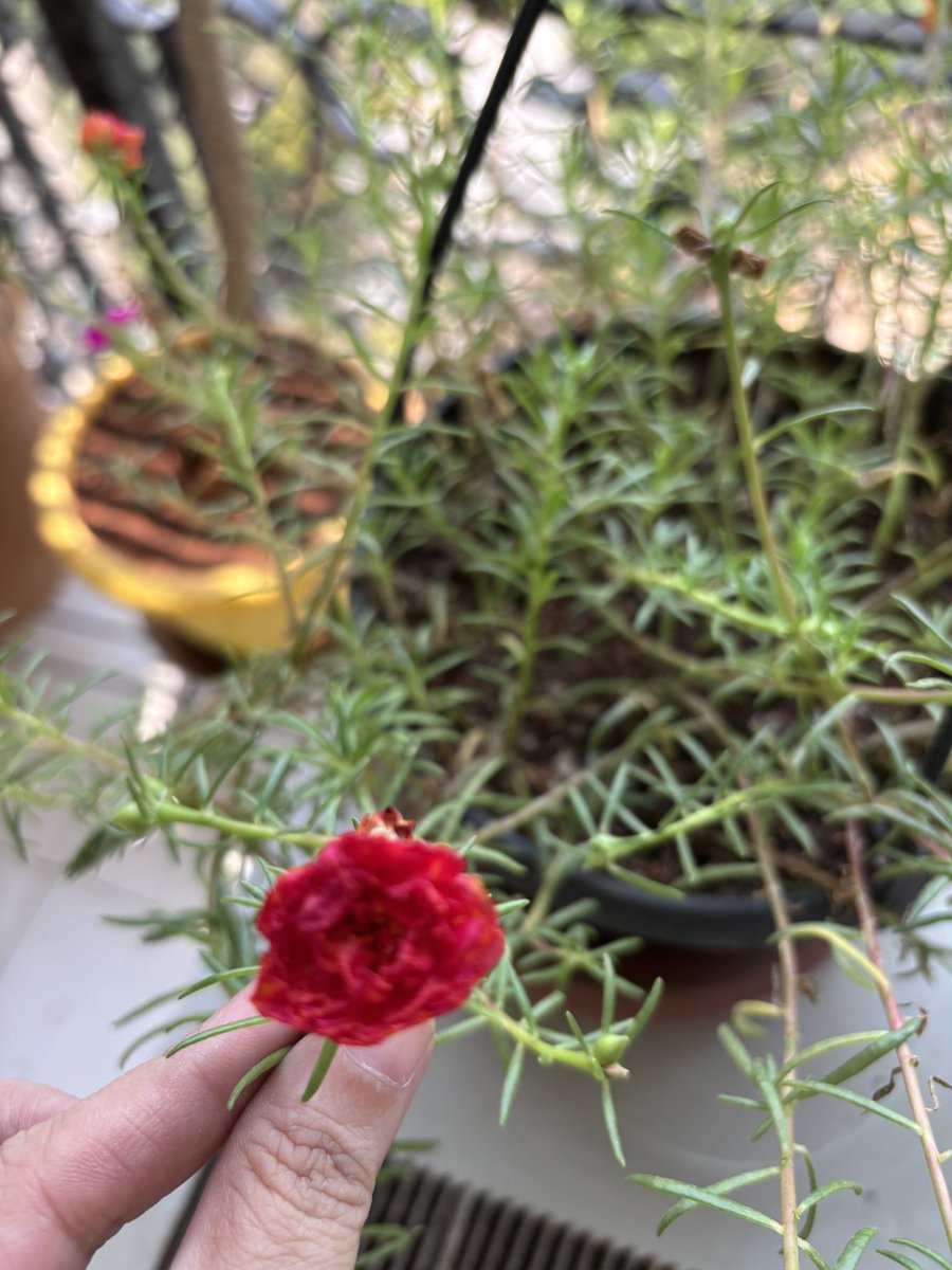 GalOutOfControl's tweet image. Share a flower from your gallery! ❤️💜