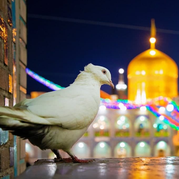 کبوترم هوایی شدم 
ببین عجب گدایی شدم...

#ایران_امام_رضا 
#باب_الرضا