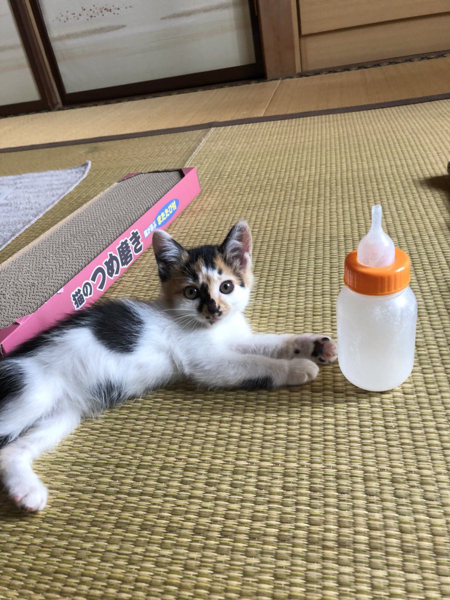 みかん（猫のすみれ） tweet media