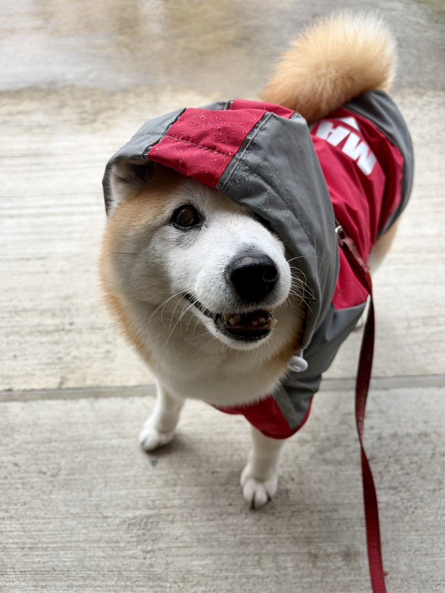 祥&柴犬のまるちゃん tweet media