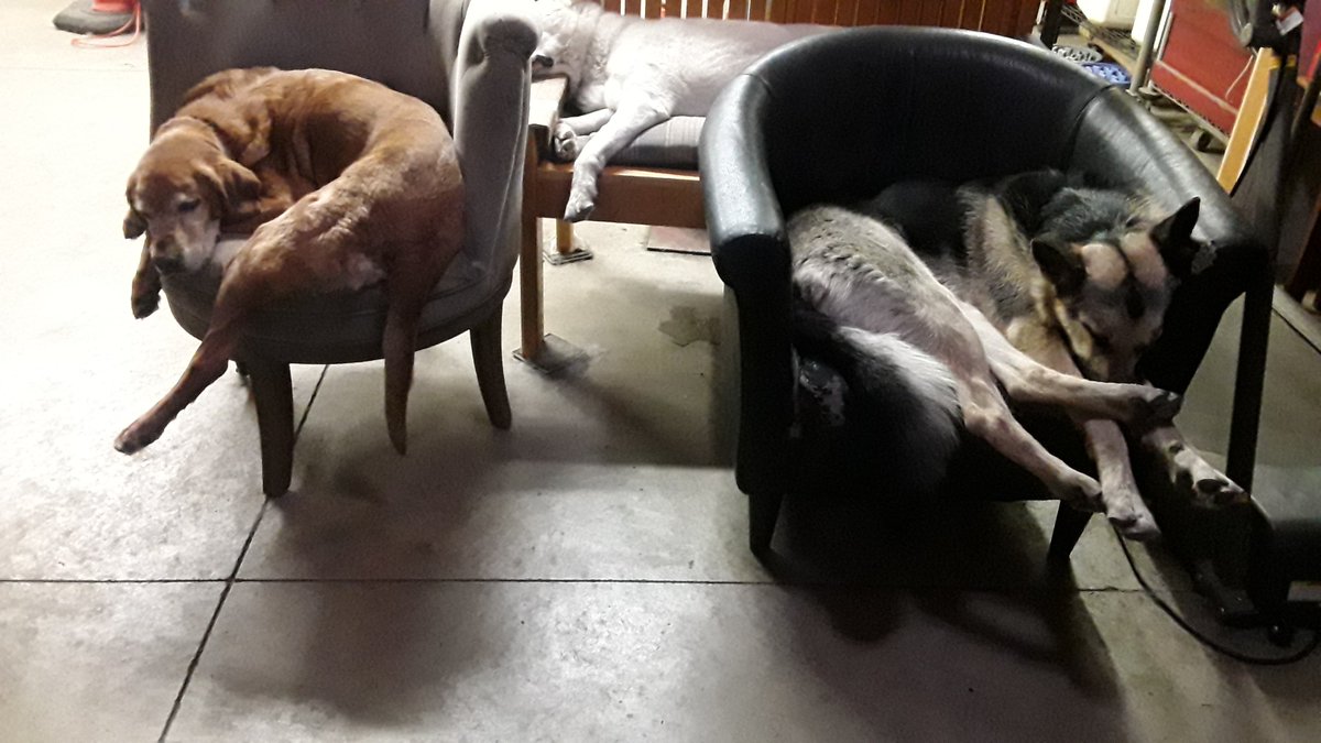 mjeyes's tweet image. Those dogs are tko'd #dogsofx #DogsOfTwitter @grok