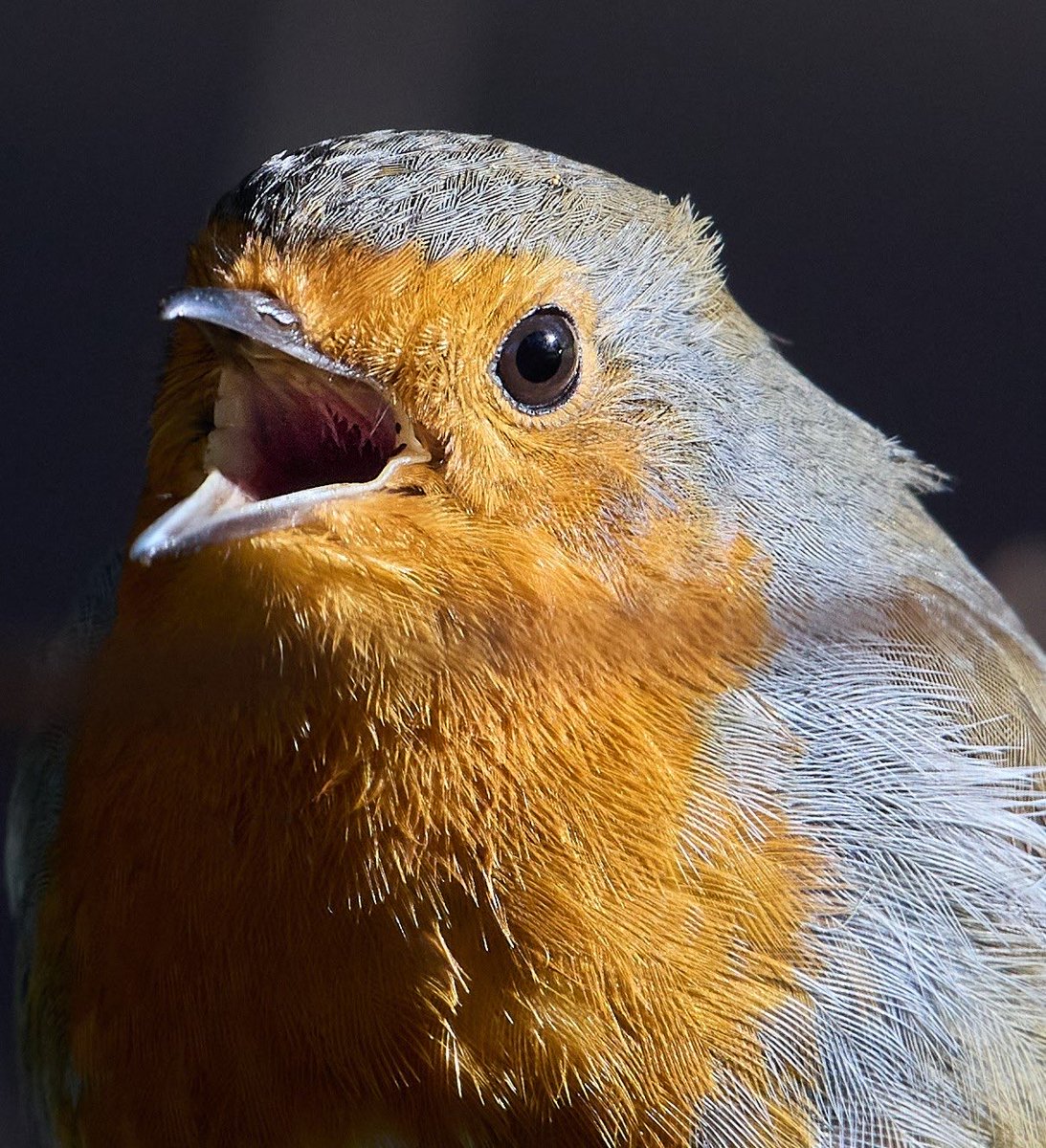 Robin 🎶