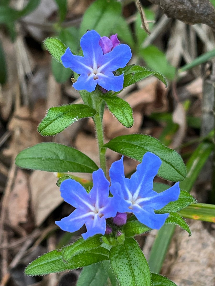 昨日の山歩き
ホタルカズラが咲き始めてました
この花もルリジサと同じか
咲き始めがピンクだと思うのだけど
綺麗なピンクは無くて
青っぽいピンクの花が少しだけ
ルリジサと見た目かなり違うけど
同じムラサキ科の花
って言うか
このホタルカズラこそ
まさにムラサキ科の花だよね
