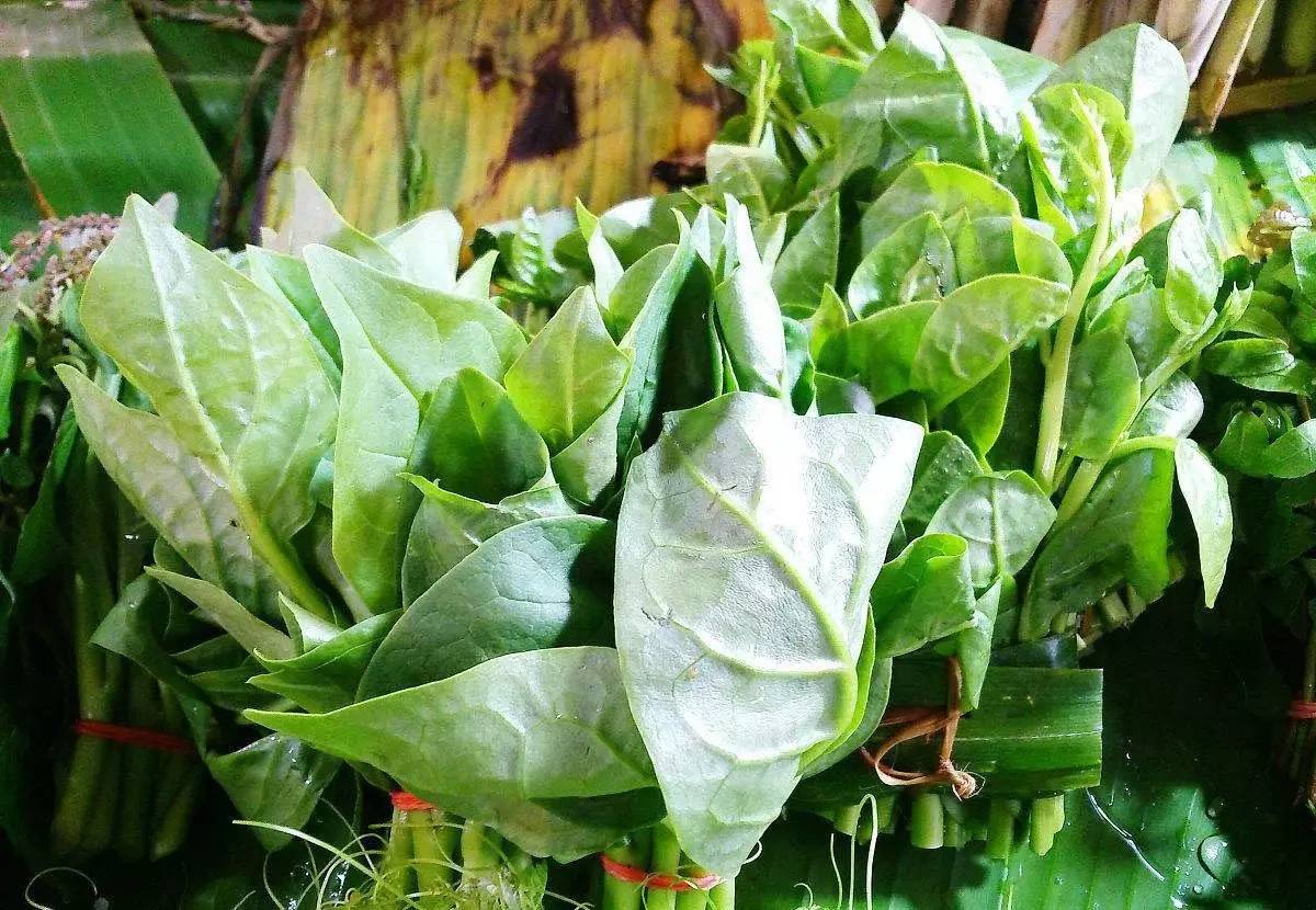 Jacoba D e Groot tweet media
