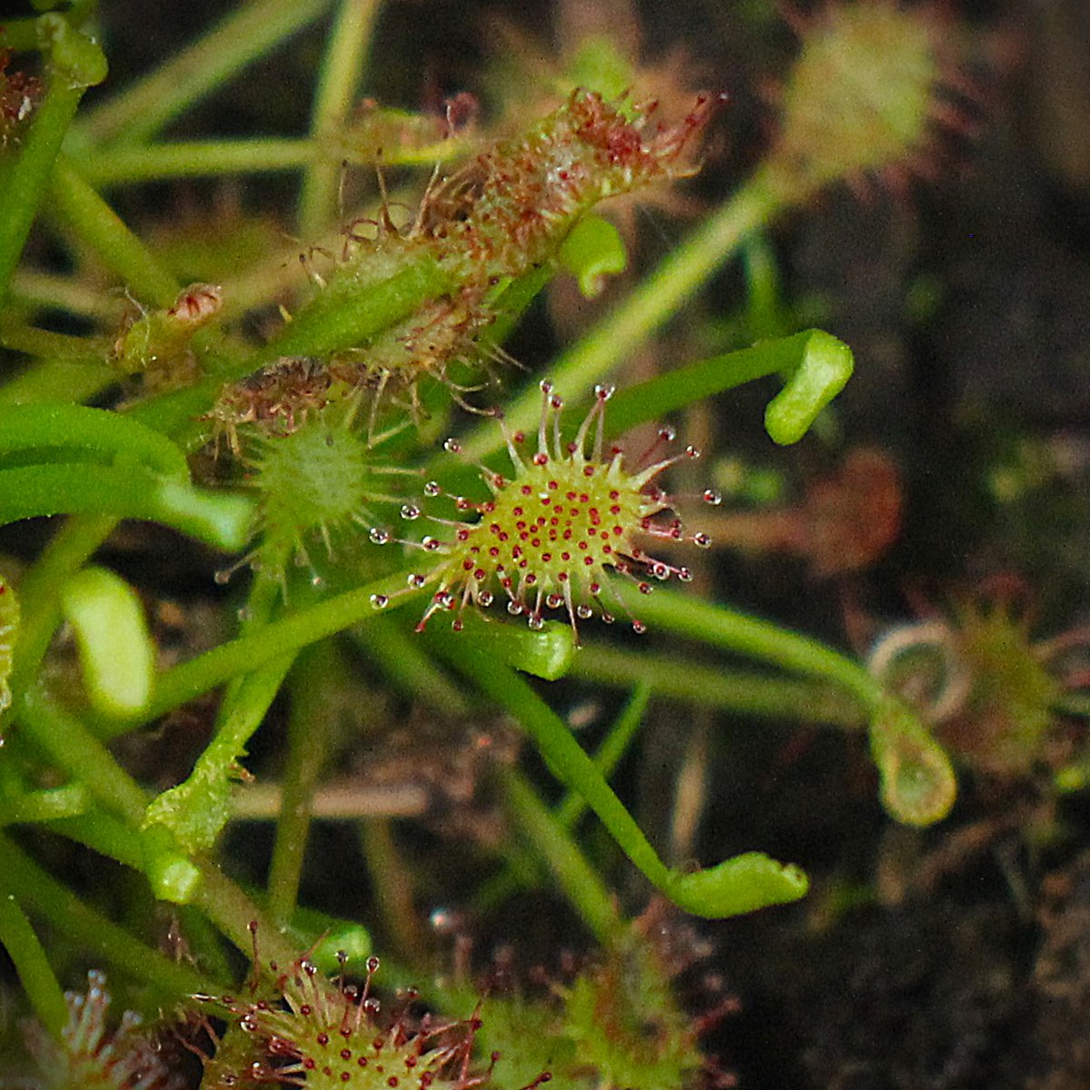 Katja 🌿 tweet media