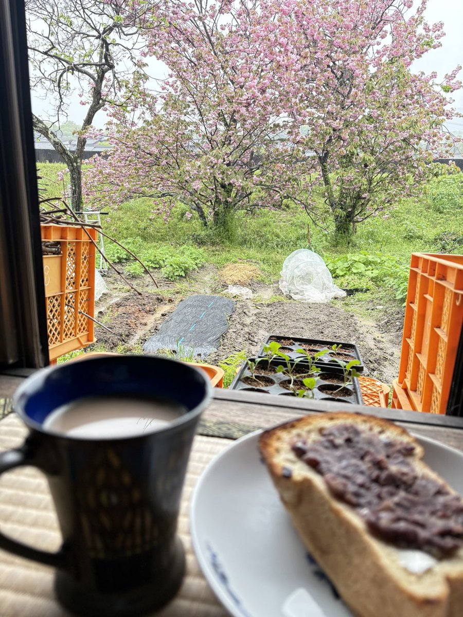 smart5qp's tweet photo. お花見。雨の休みで熱燗で昼飲みするつもりが、腹減りすぎてあんバタートーストとコーヒー牛乳。 https://t.co/NS4s1MAh12