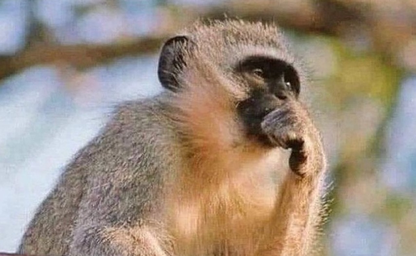 Roarfter tweet media