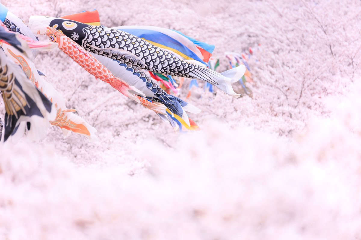 taka1451's tweet photo. 今年はせっかく開花に合わせて
鯉のぼり🎏あがったけど
肝心の桜が鳥害で
桜の海を泳ぐ鯉のぼりの撮影は断念
というわけで
昨年の写真で我慢して
#過去作
#愛宕公園
#桜
#鯉のぼり
#EOS_R5
#SIGNA120_300mm https://t.co/QwG965QQPe