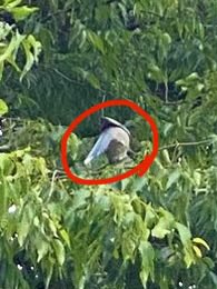 ガラス越しのぼく tweet media